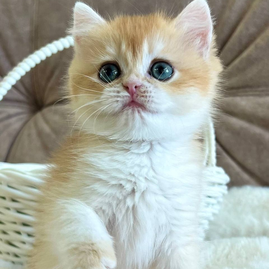 Zhorik British Shorthair male, black golden chinchilla