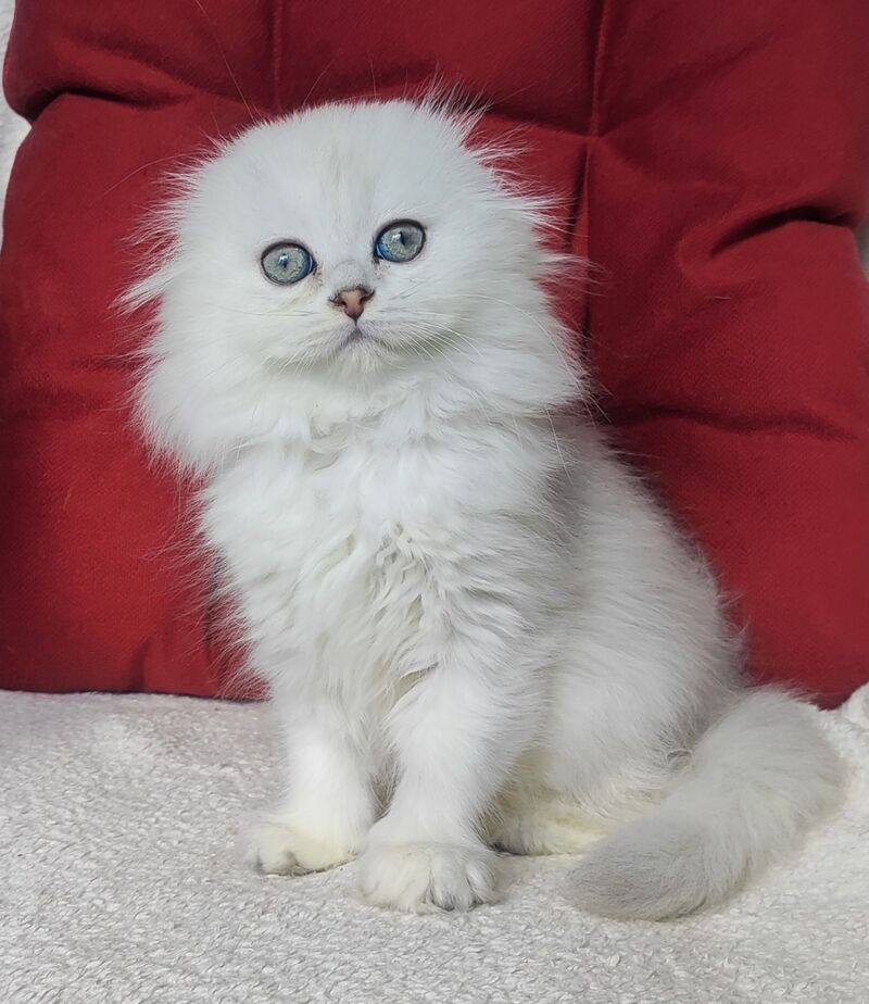 Smile Scottish Fold female black silver shaded - live animals
