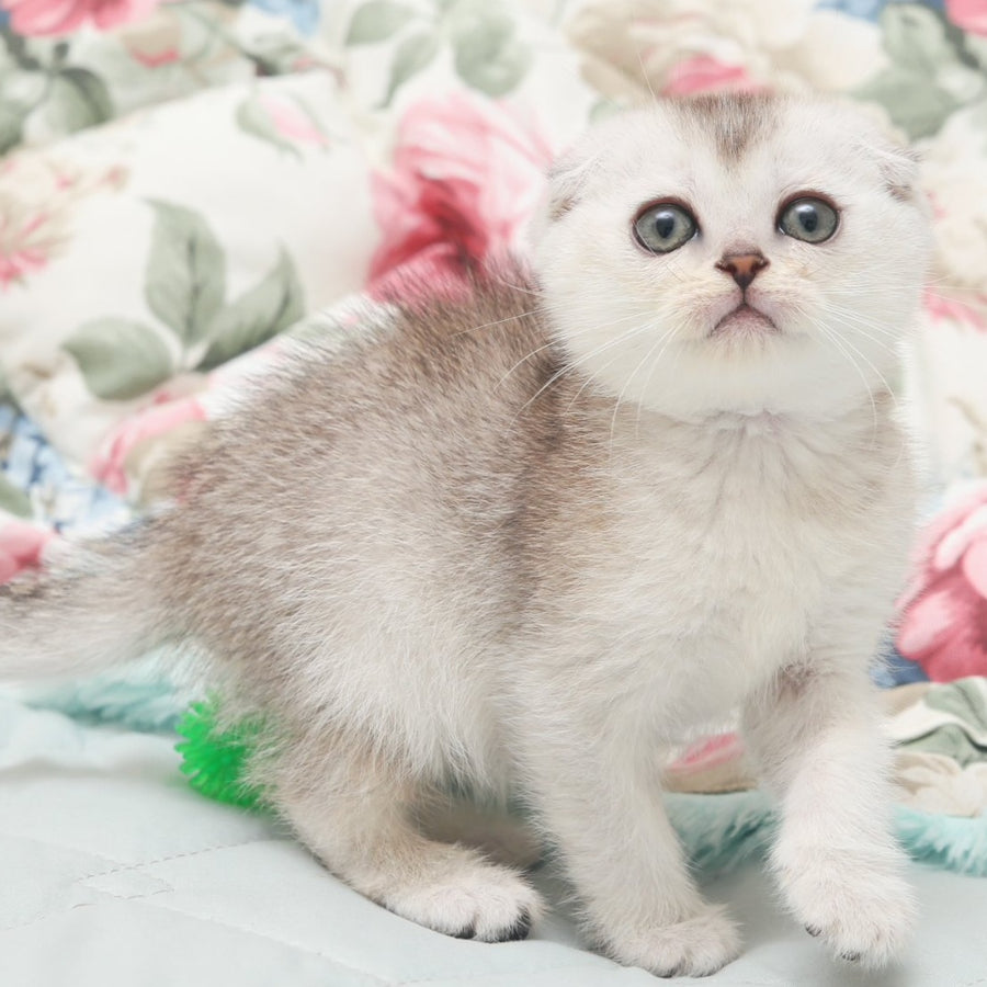 Haiden Scottish Fold female, black silver shaded
