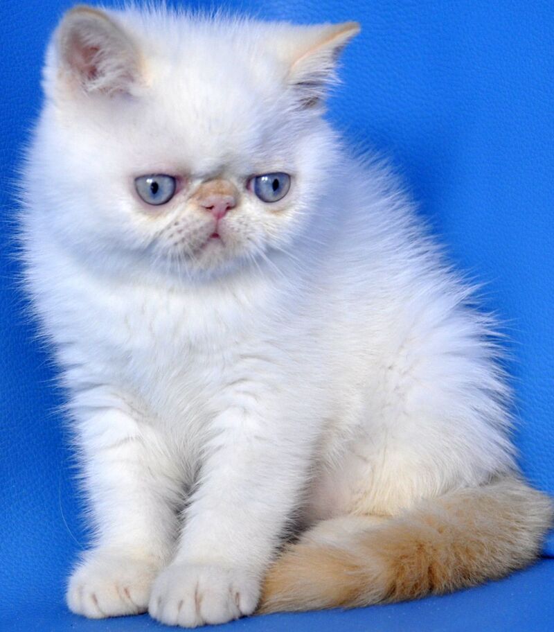 Topaz Exotic male red tabby pointed - live animals
