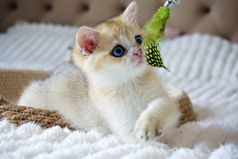 Gabi British Shorthair female, black golden shaded with white