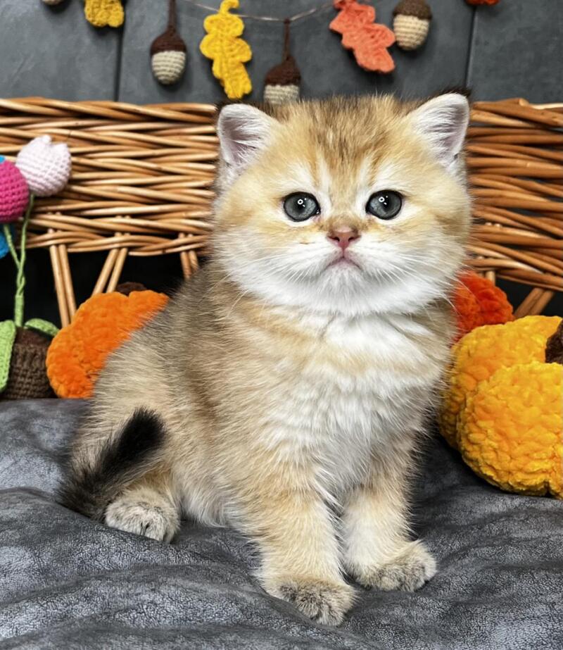 Flora Scottish Straight female, black golden shaded