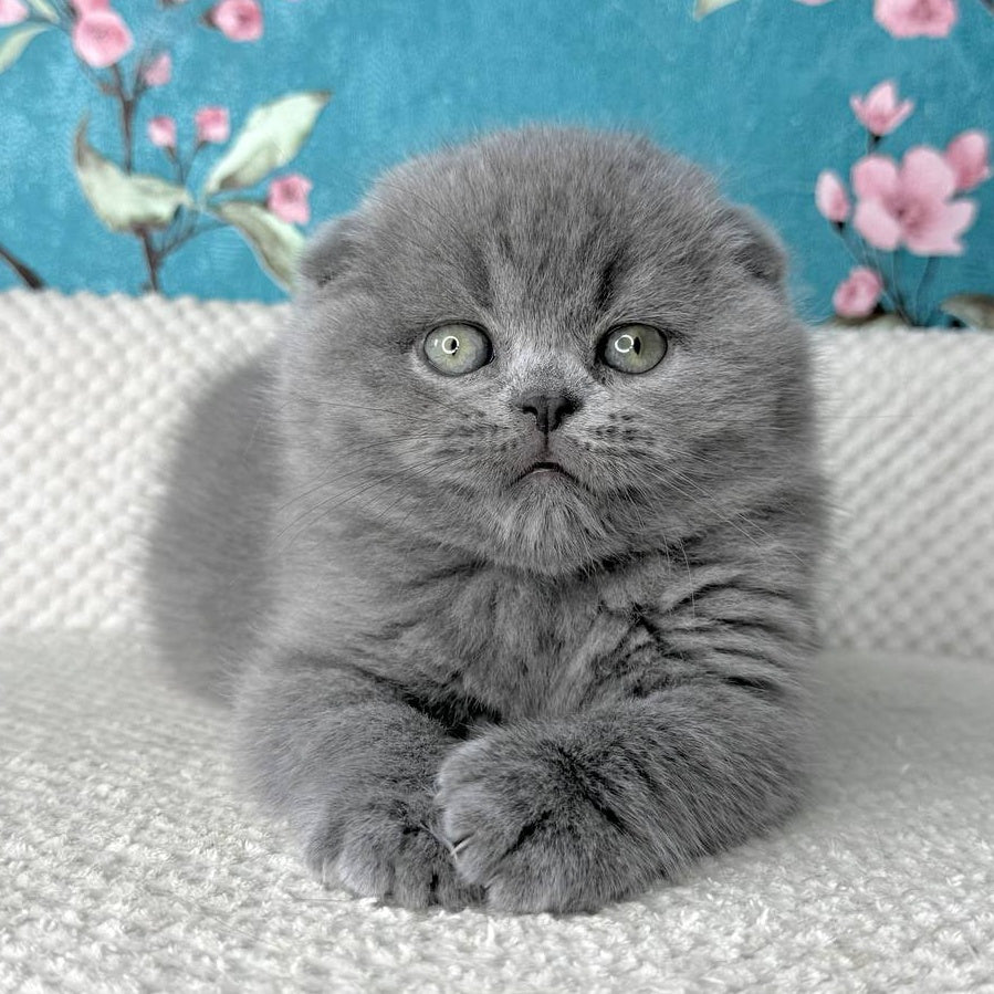 Kevin Scottish Fold male, blue