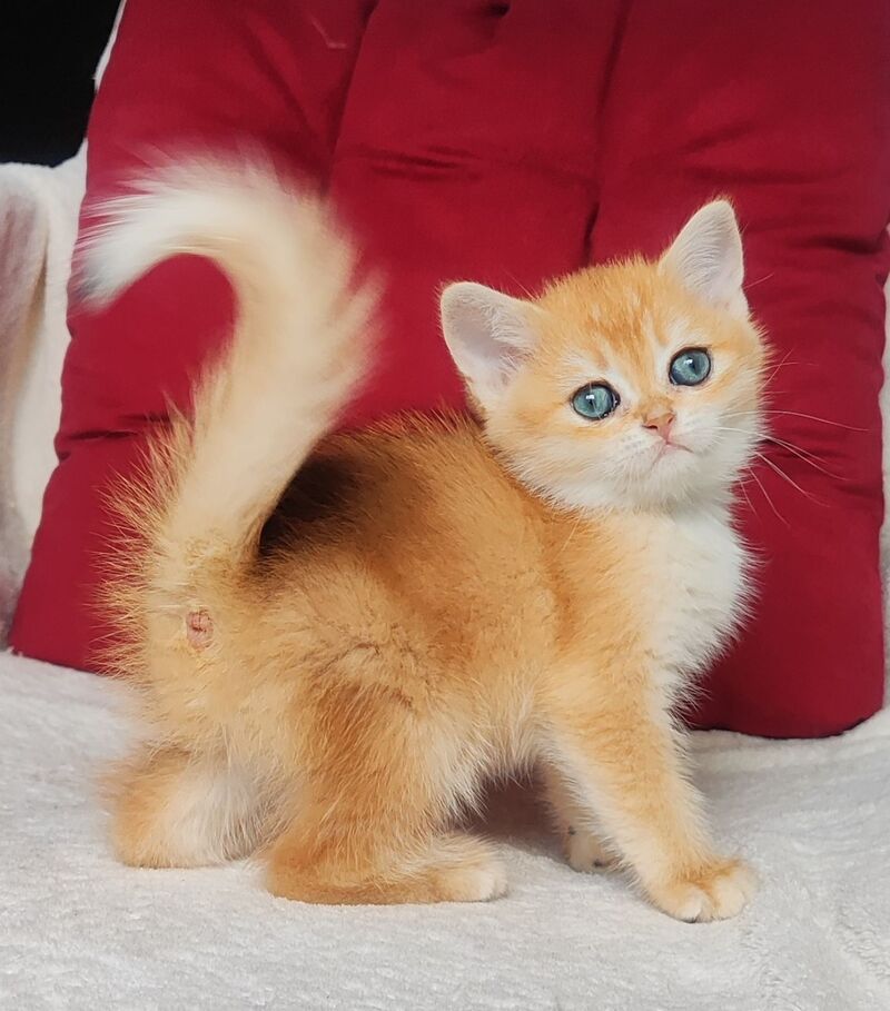 Vivat Scottish Straight male, black golden chinchilla