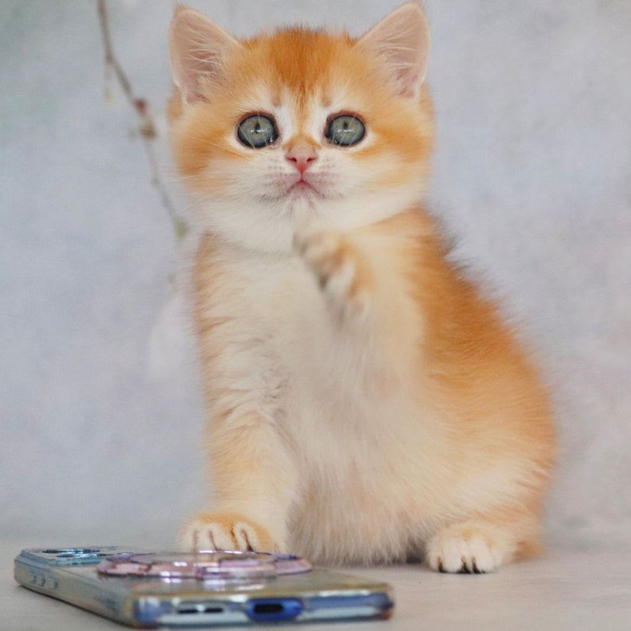 Zemfira British Shorthair female, black golden chinchilla