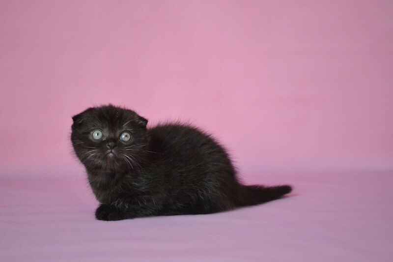 Mikola Scottish Fold male, black