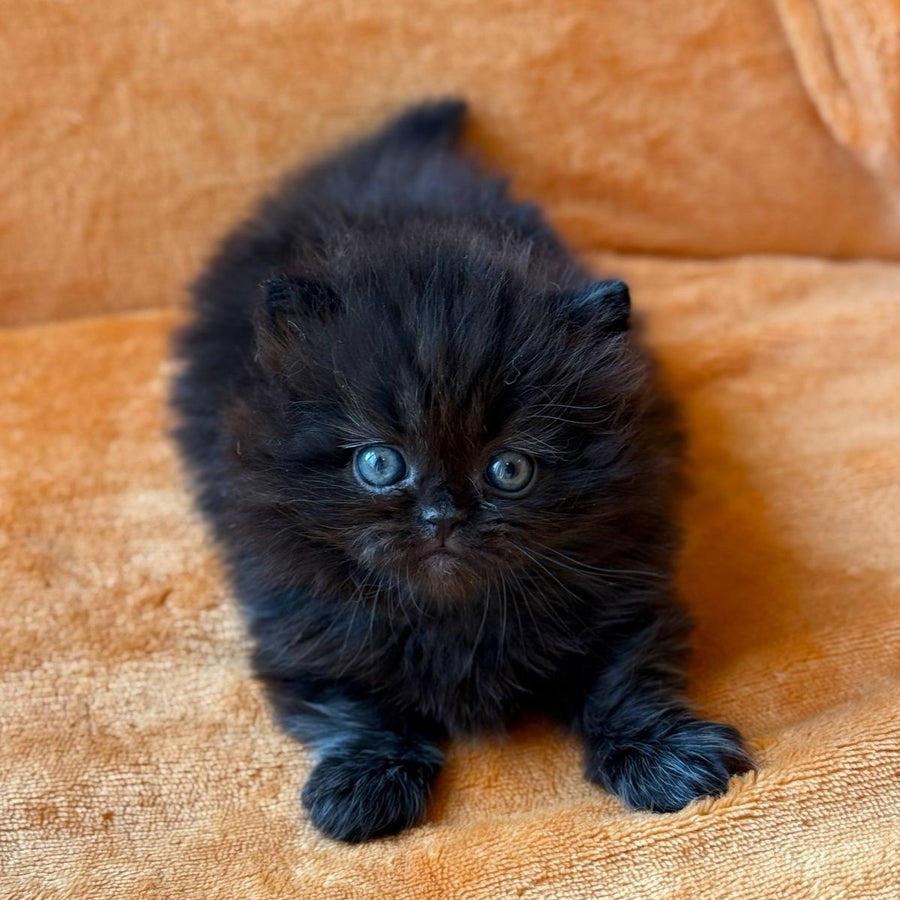 Martin Munchkin male, black
