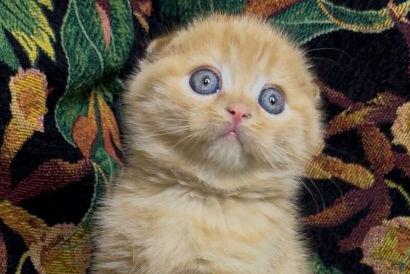 Lucky Boy Scottish Fold male, red spotted tabby