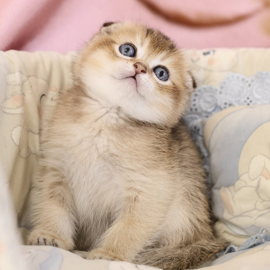 Erik Scottish Fold male, black golden ticked tabby