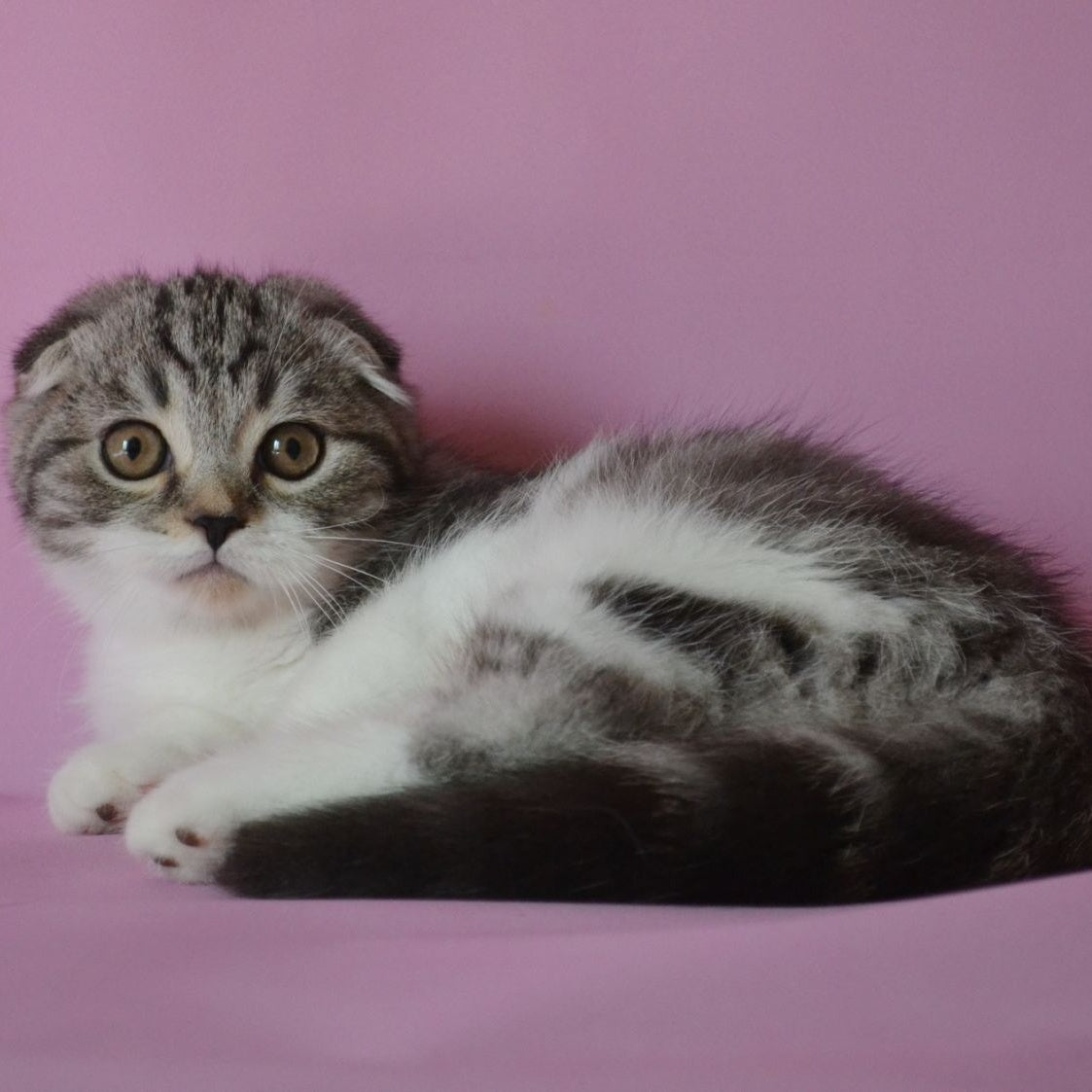 Simon Scottish Fold male, black silver tabby bicolour