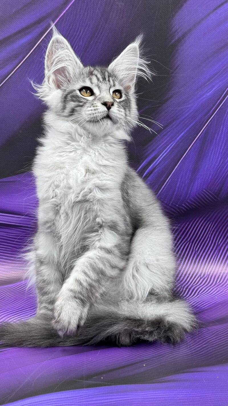 Moncler Maine Coon male, black silver tabby