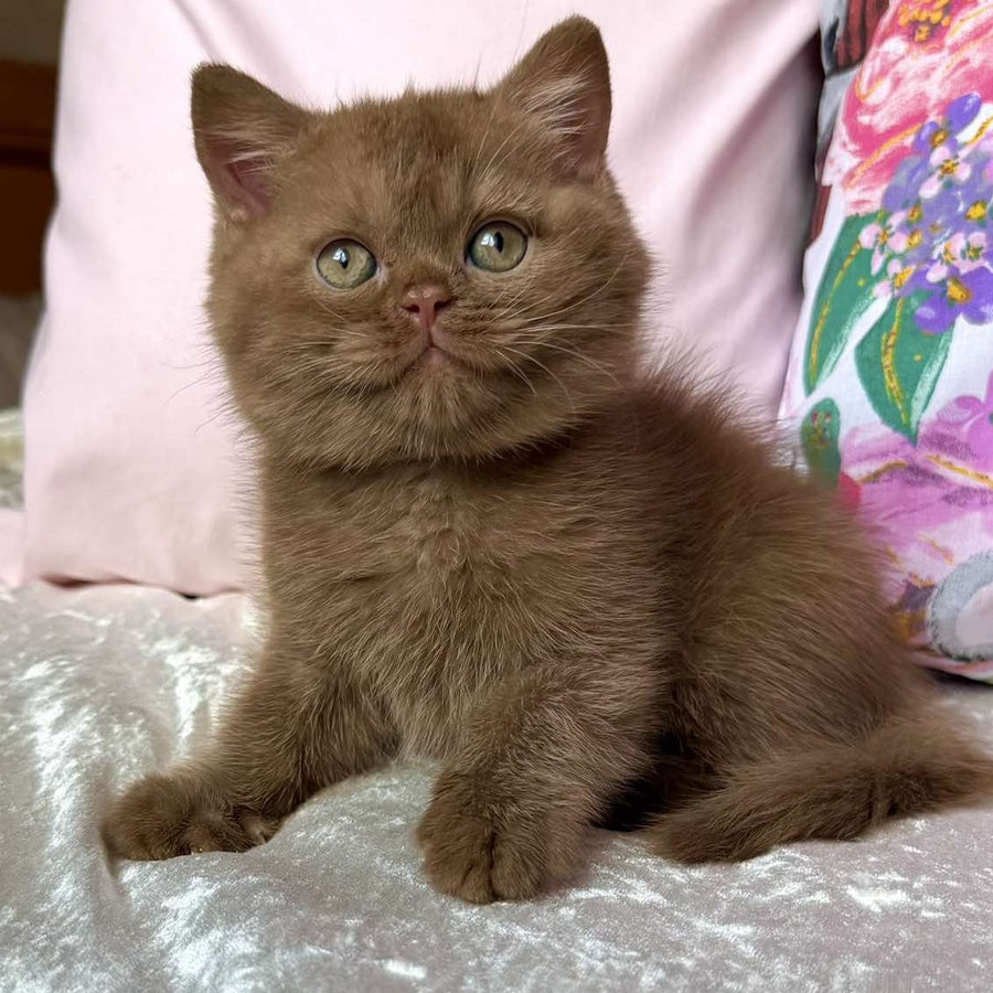 Melvin British Shorthair male, cinnamon