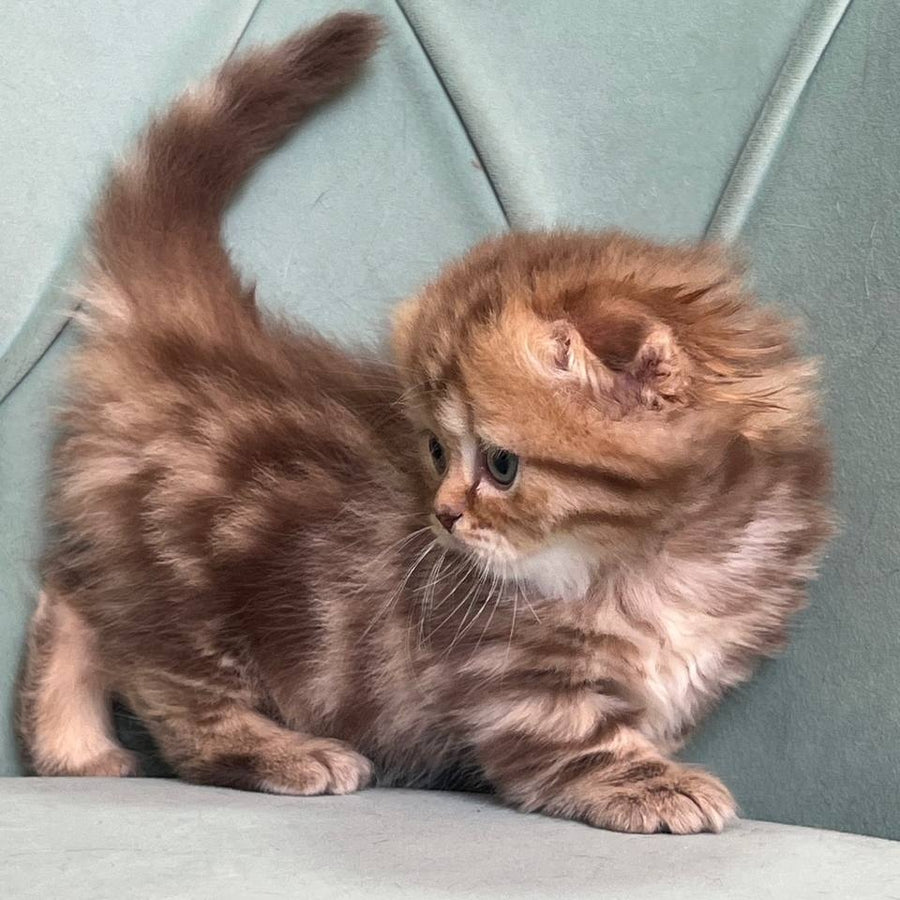 Lika Munchkin female, chocolate tabby