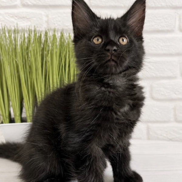 Jack Maine Coon male, black