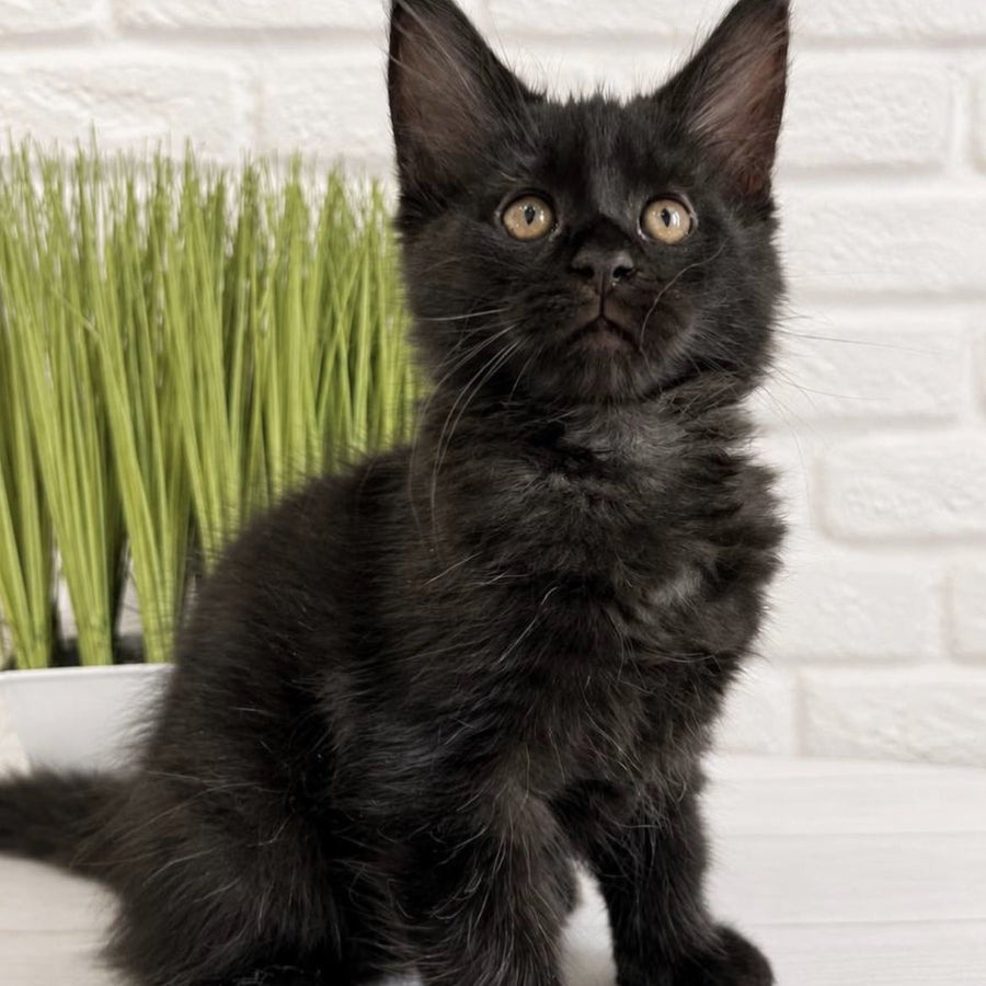 Jack Maine Coon male, black