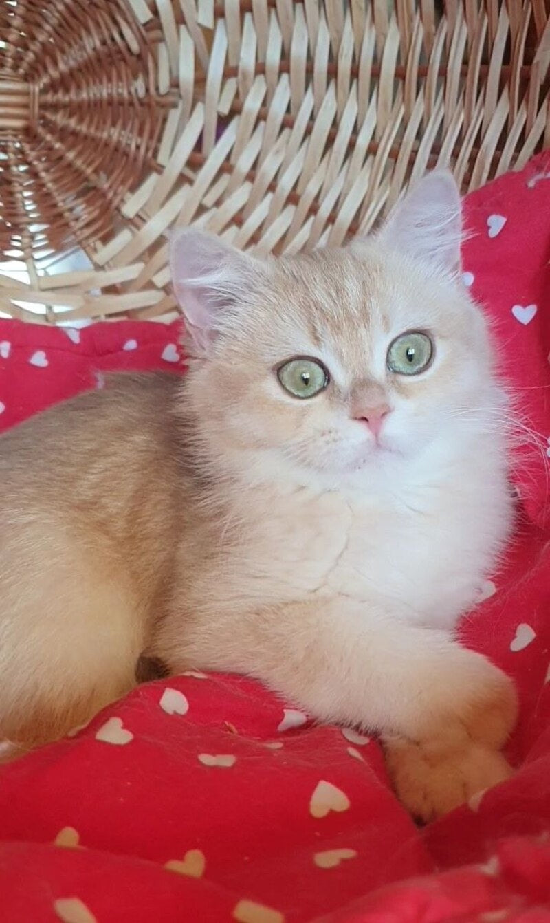 Xena British Shorthair female, lilac golden chinchilla