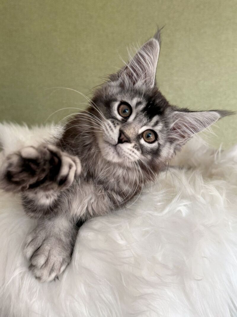 Orvel Maine Coon male polydactyl, black silver ticked tabby