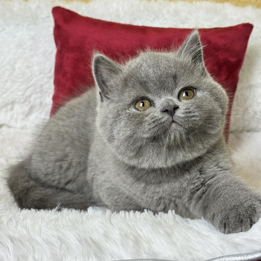 Ash Scottish Straight male, blue