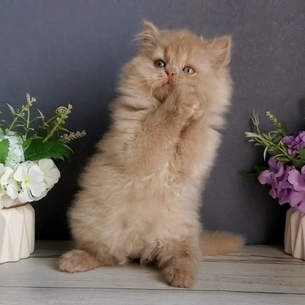 Felix British Longhair male, fawn