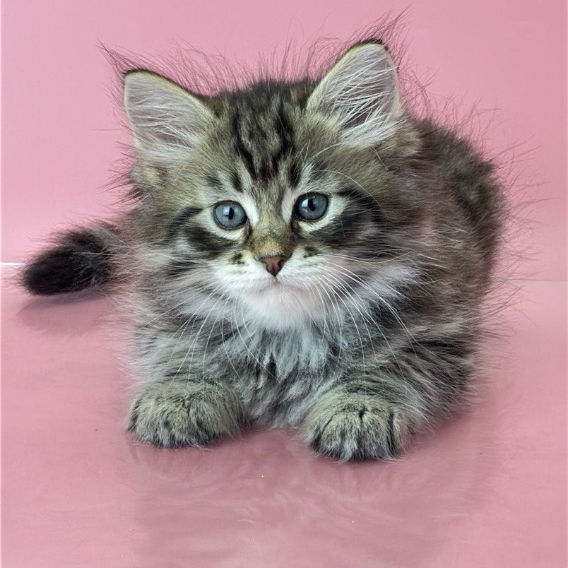 Yaros Siberian male, black tabby