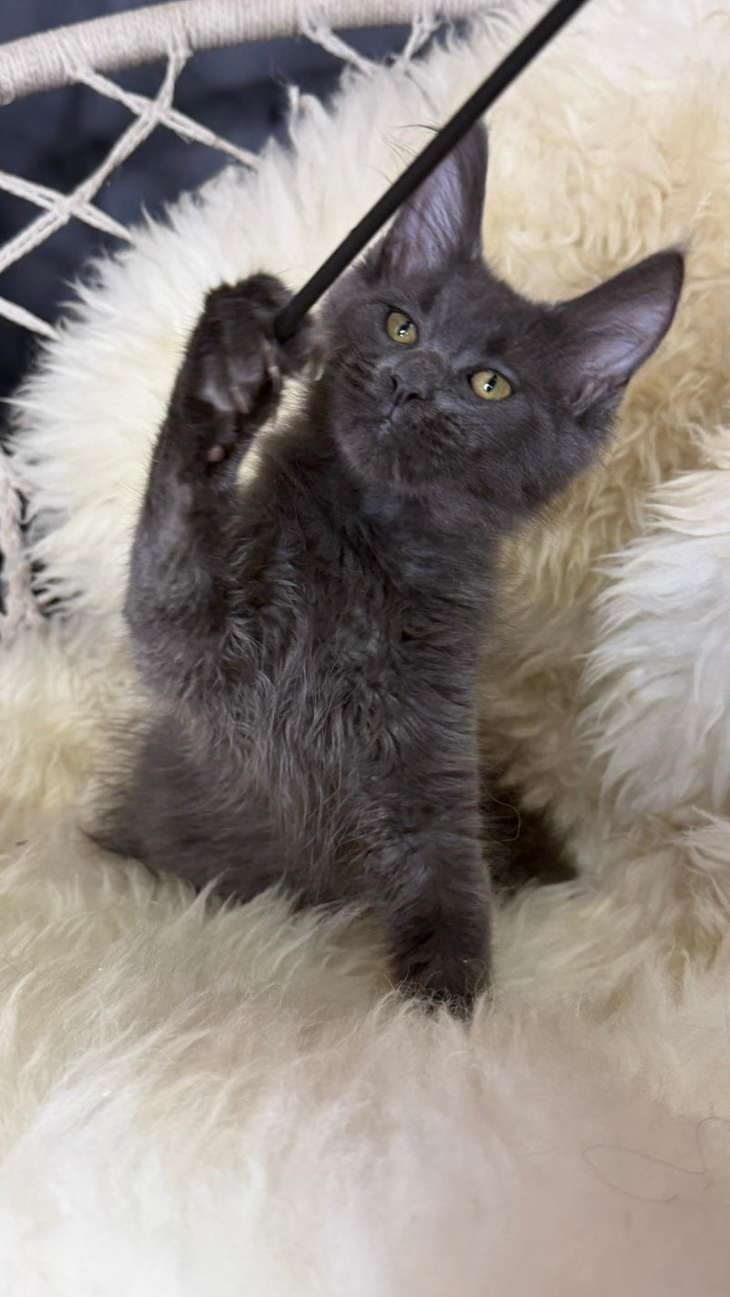 Quix Maine Coon male, blue