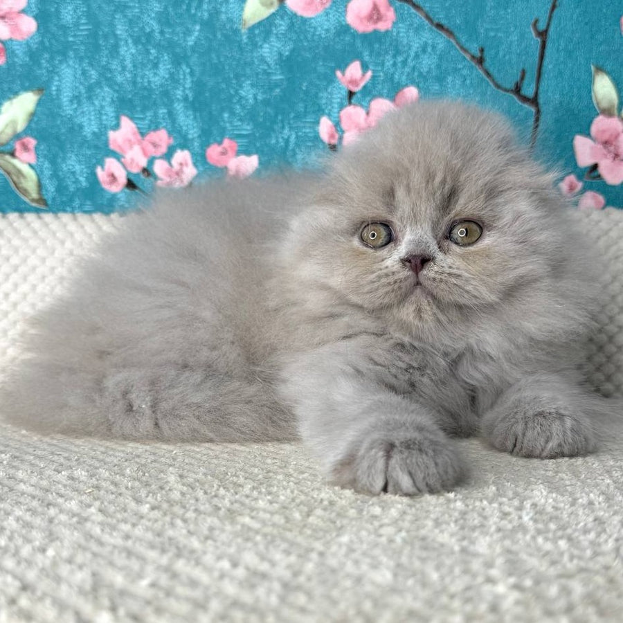 Kitty Scottish Fold female, lilac