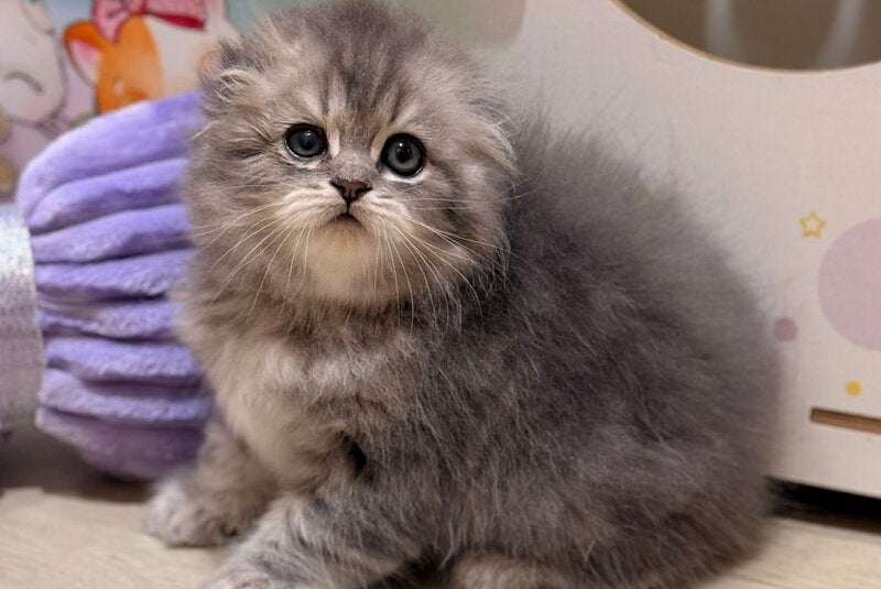 Forbes Scottish Fold male, blue tabby
