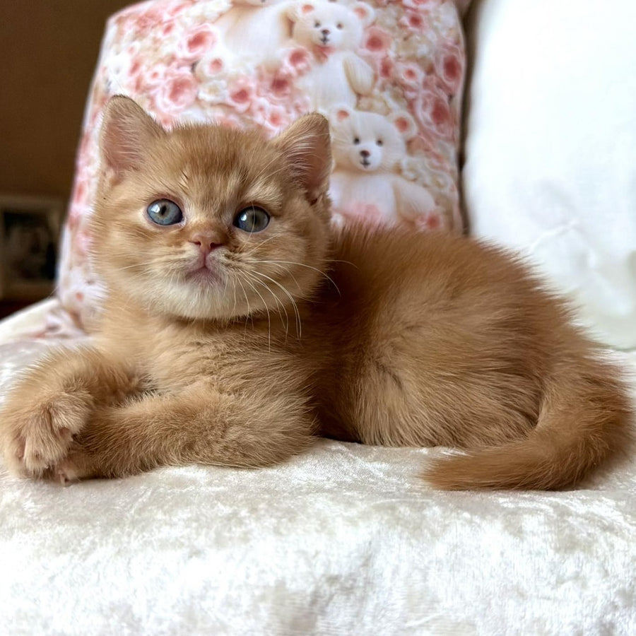 Mine British Shorthair male, red