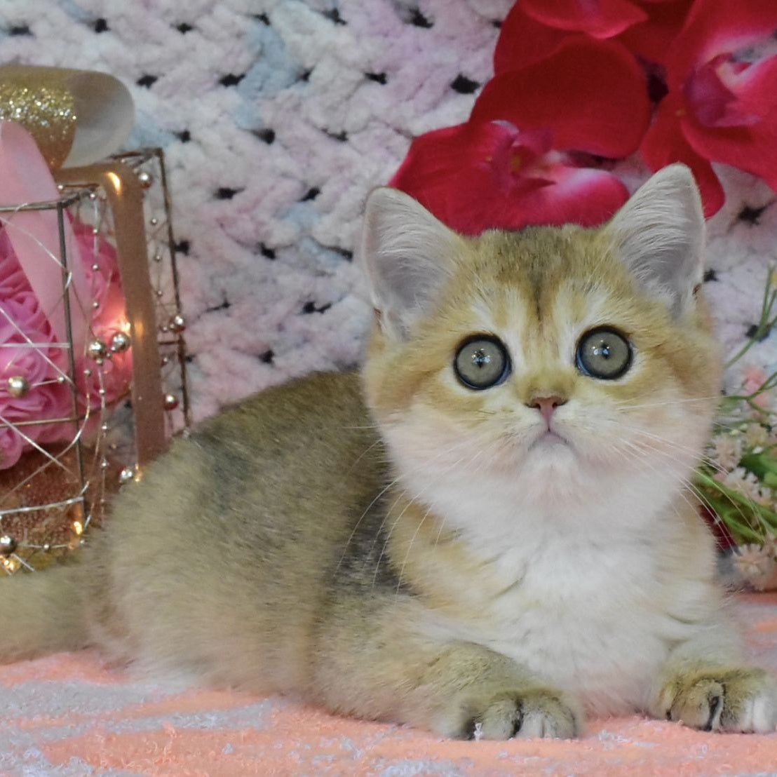 Halsey British Shorthair female, black golden shaded