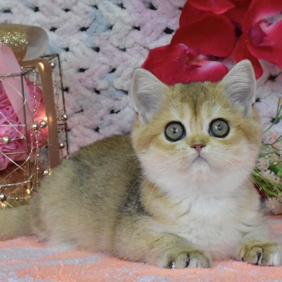 Halsey British Shorthair female, black golden shaded