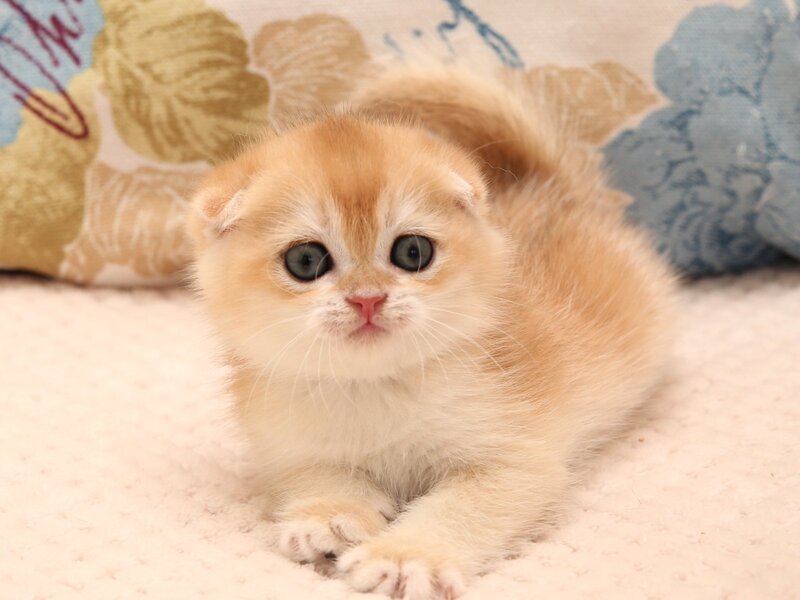 Yantar Scottish Fold male black golden chinchilla - live animals