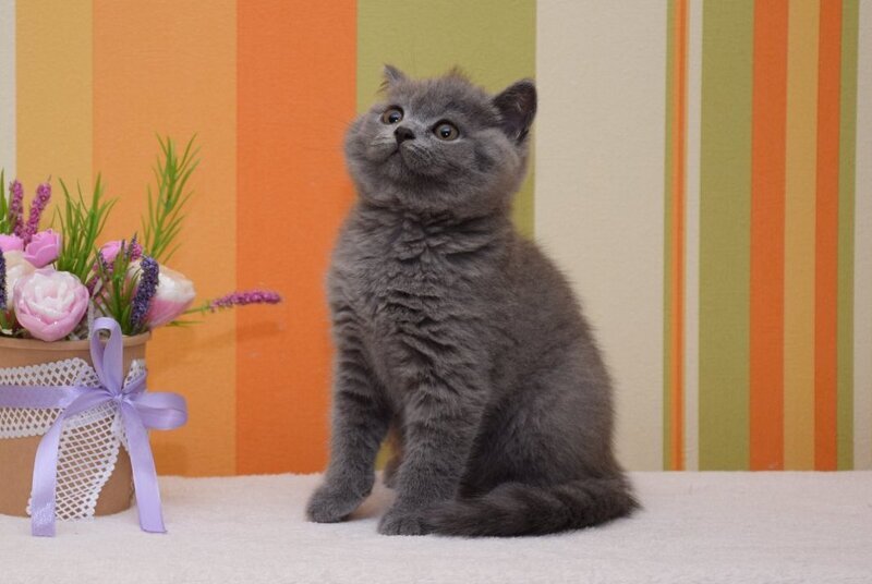 Uyalay British Shorthair male, blue