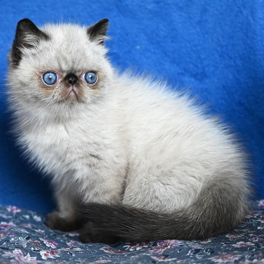 Aston Exotic male, black pointed