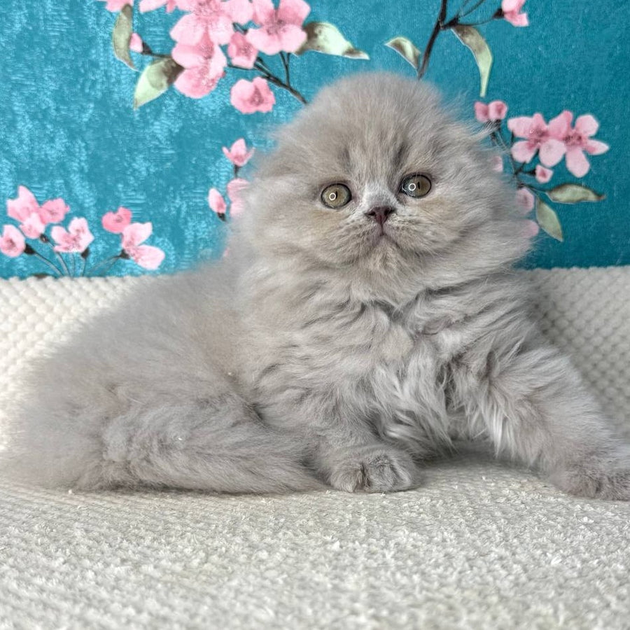 Kitty Scottish Fold female, lilac