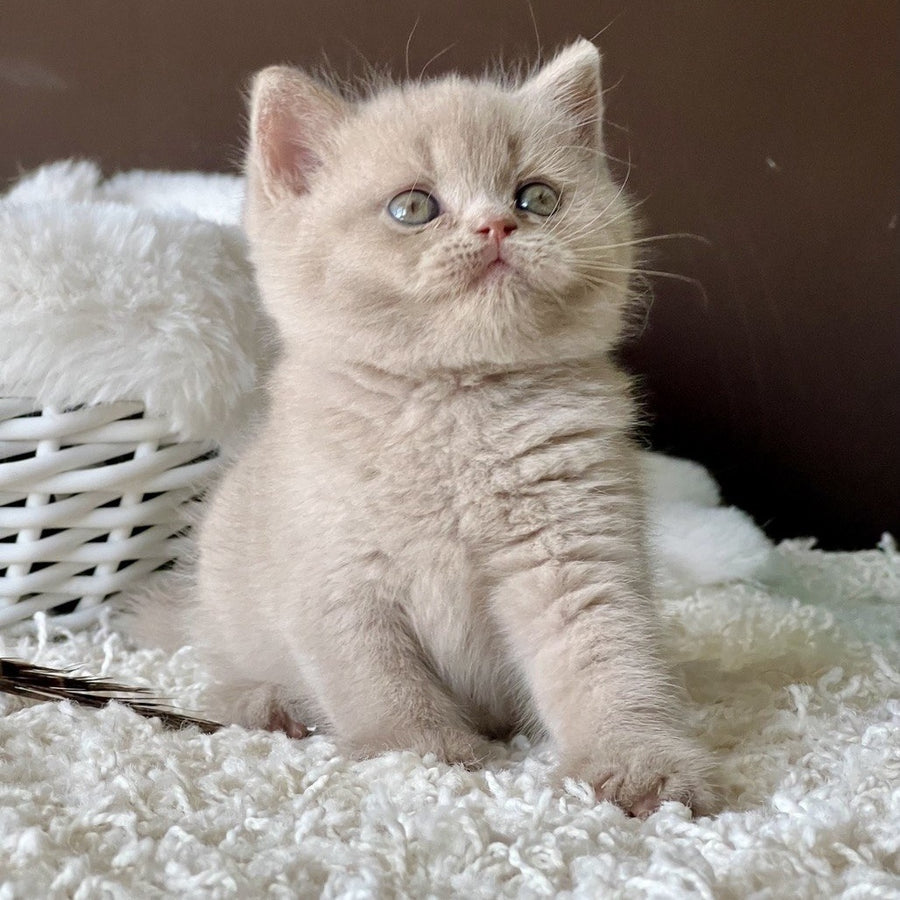 Pamela British Shorthair female, fawn