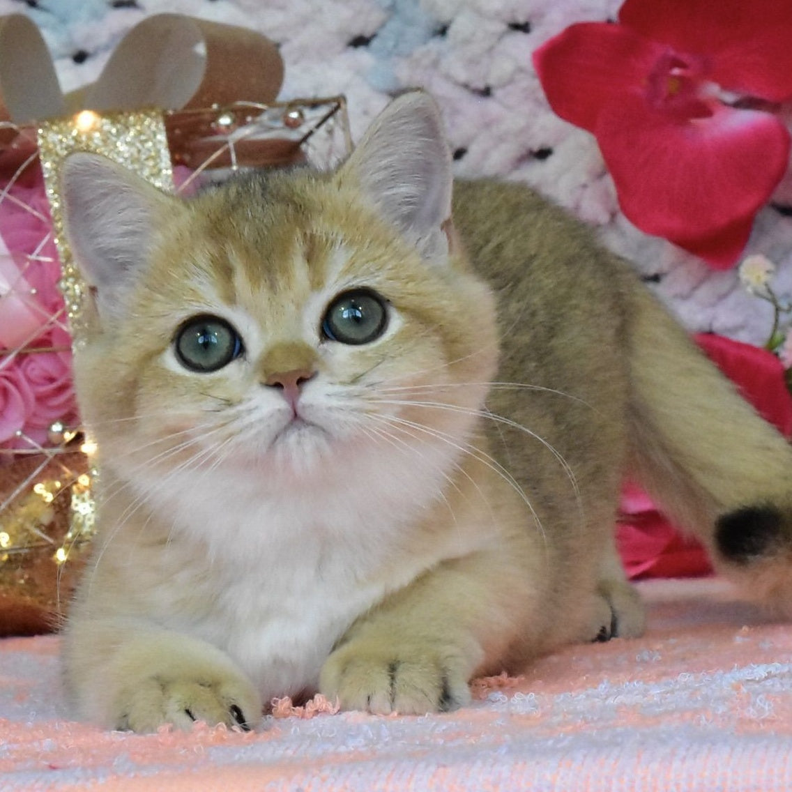 Honey British Shorthair female, black golden shaded