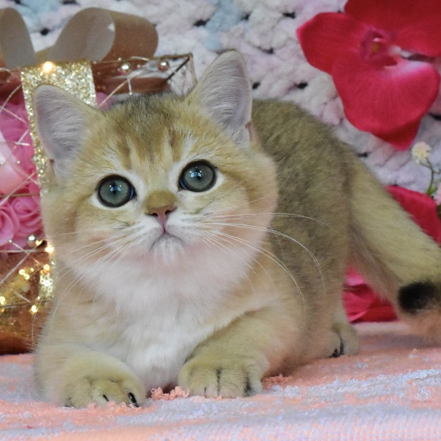 Honey British Shorthair female, black golden shaded