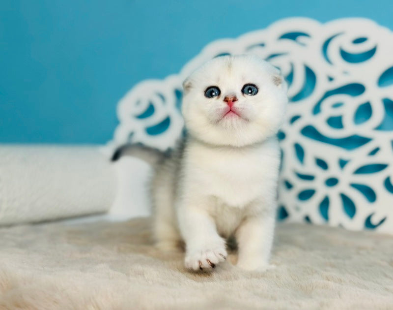 Winny Scottish Fold male black silver chinchilla - live animals