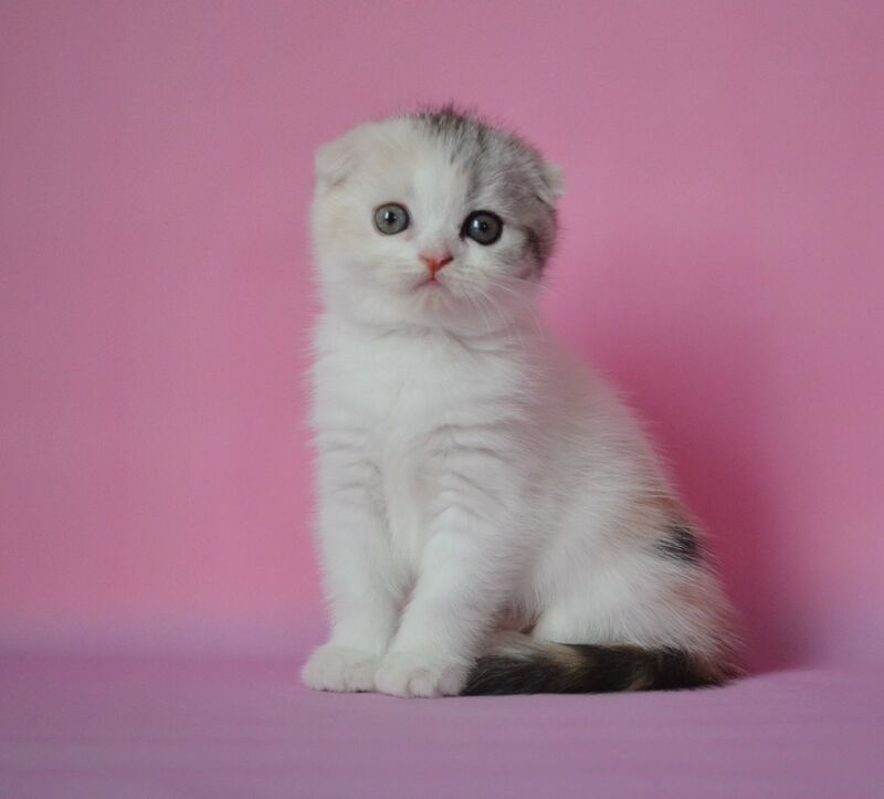 Mira Scottish Fold female, black tortie silver harlequin