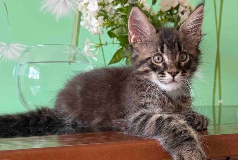 Tik-Tok Maine Coon male, black spotted tabby