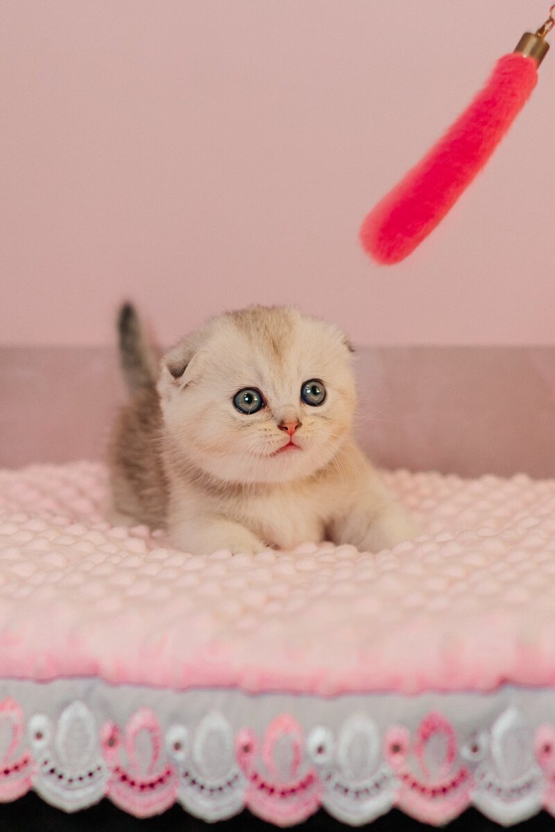 Vivian Scottish Fold female, black silver ticked tabby