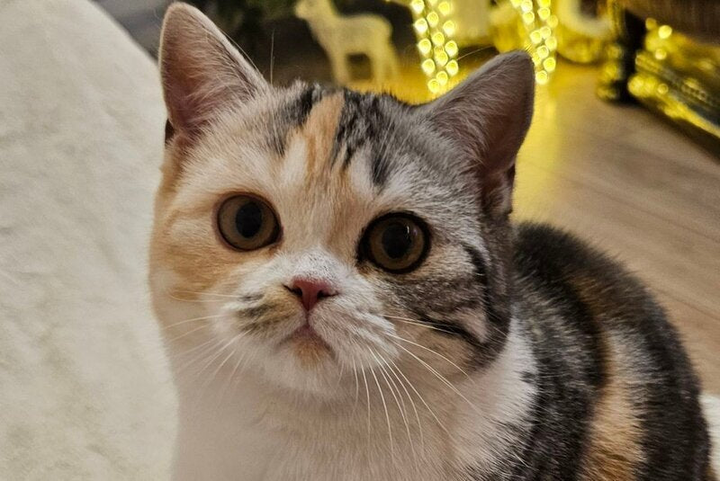 Malvina Scottish Straight female, black tortie silver tabby bicolour