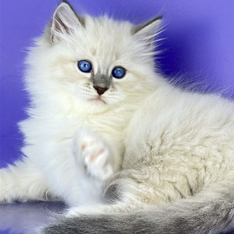 Zephire Siberian male, blue tabby pointed with white