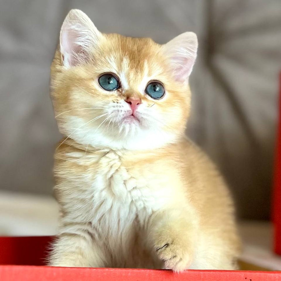 Iris British Shorthair female, chocolate golden chinchilla