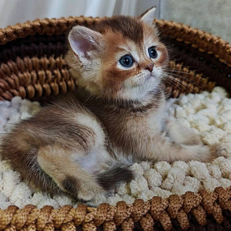 Urmala British Shorthair female, chocolate tortie ticked tabby