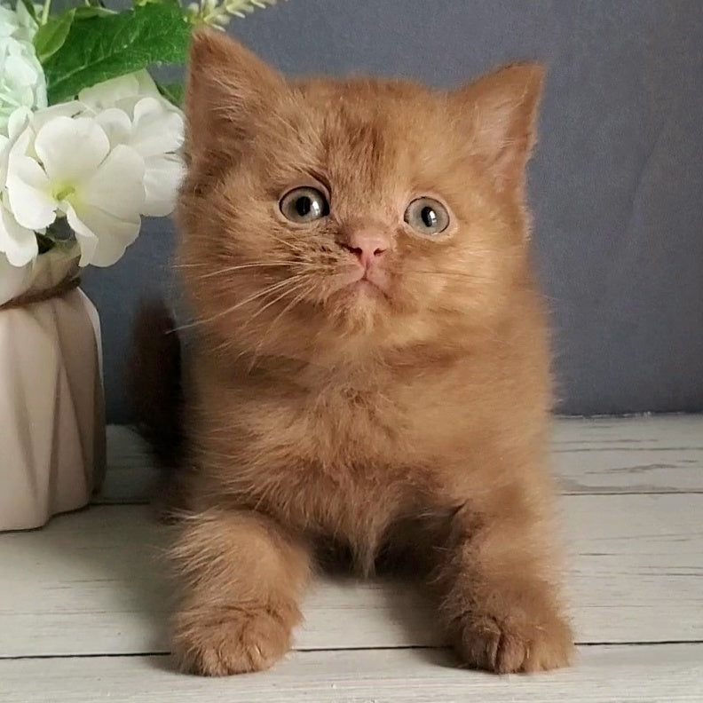 Fiona British Shorthair female, cinnamon