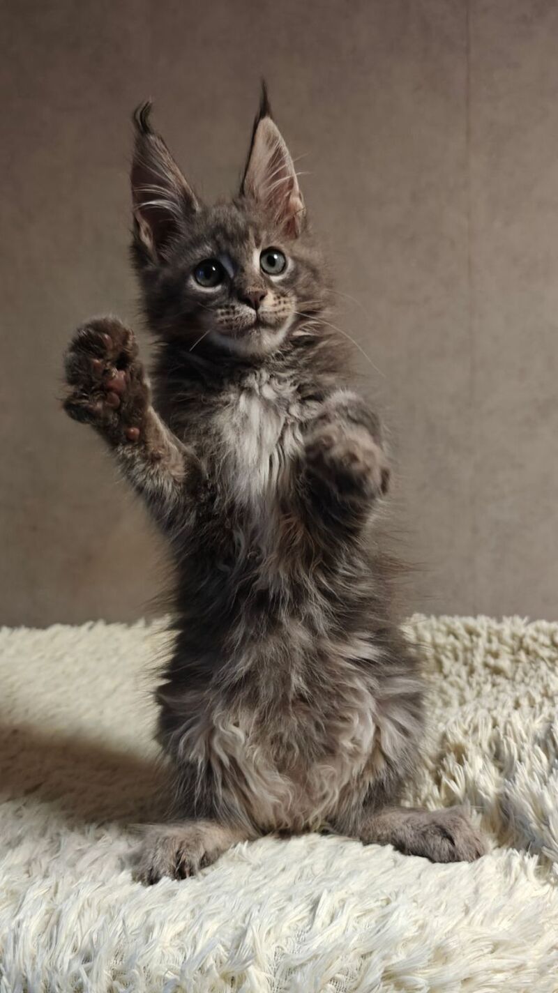 Skywalker Maine Coon male blue silver tabby - live animals