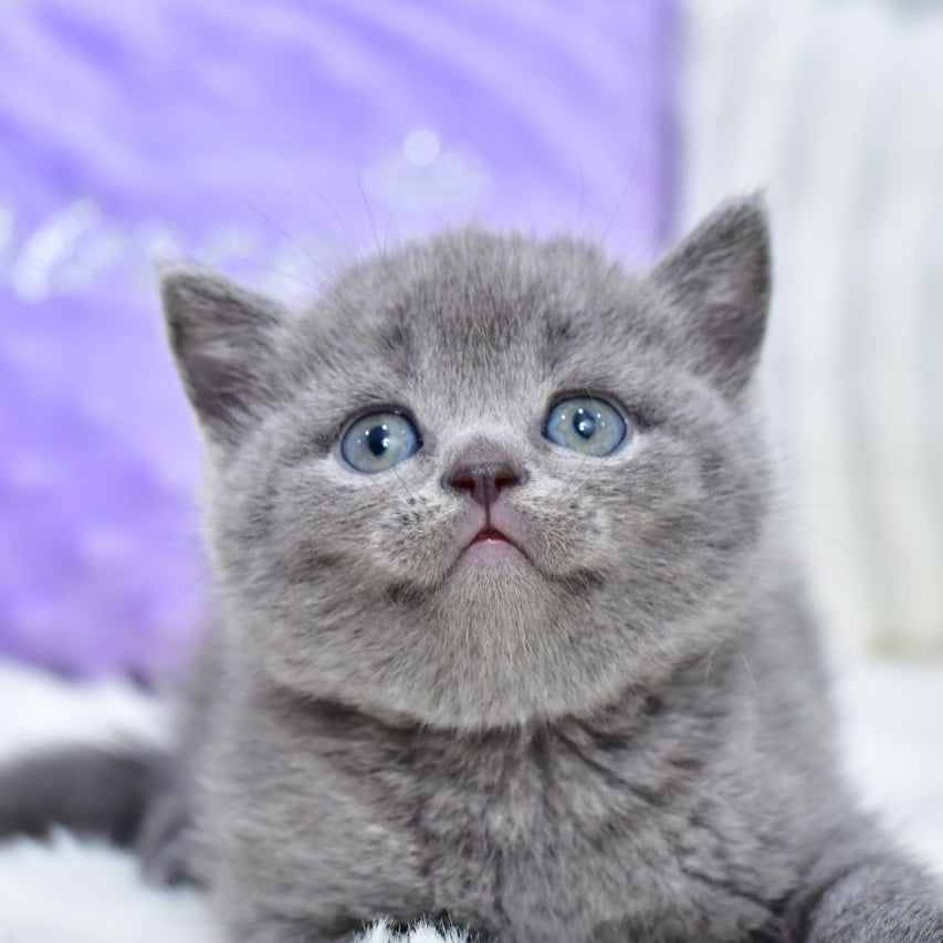 Liza Scottish Straight female, blue