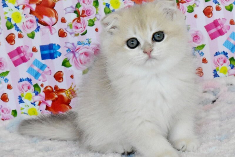 Uma Scottish Fold female, blue golden chinchilla