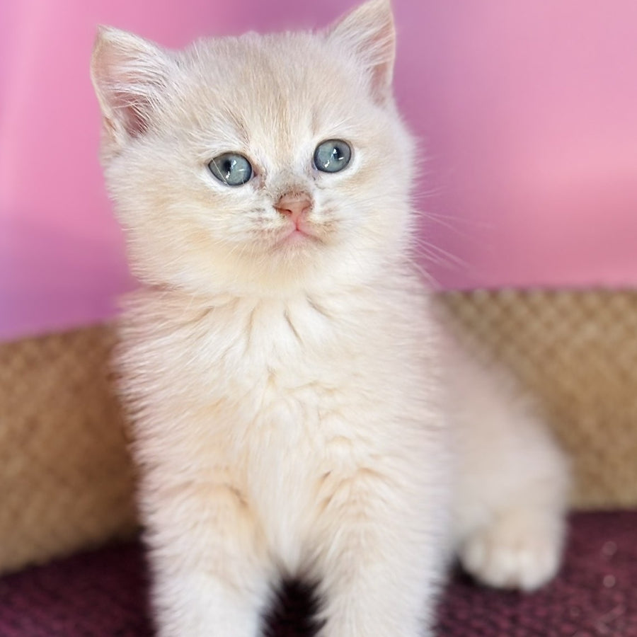 Simba British Shorthair male, lilac golden chinchilla